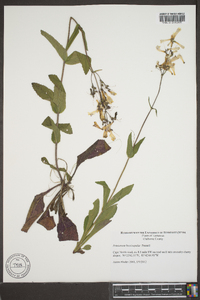 Penstemon brevisepalus image