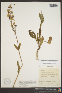 Penstemon brevisepalus image