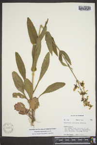 Penstemon brevisepalus image