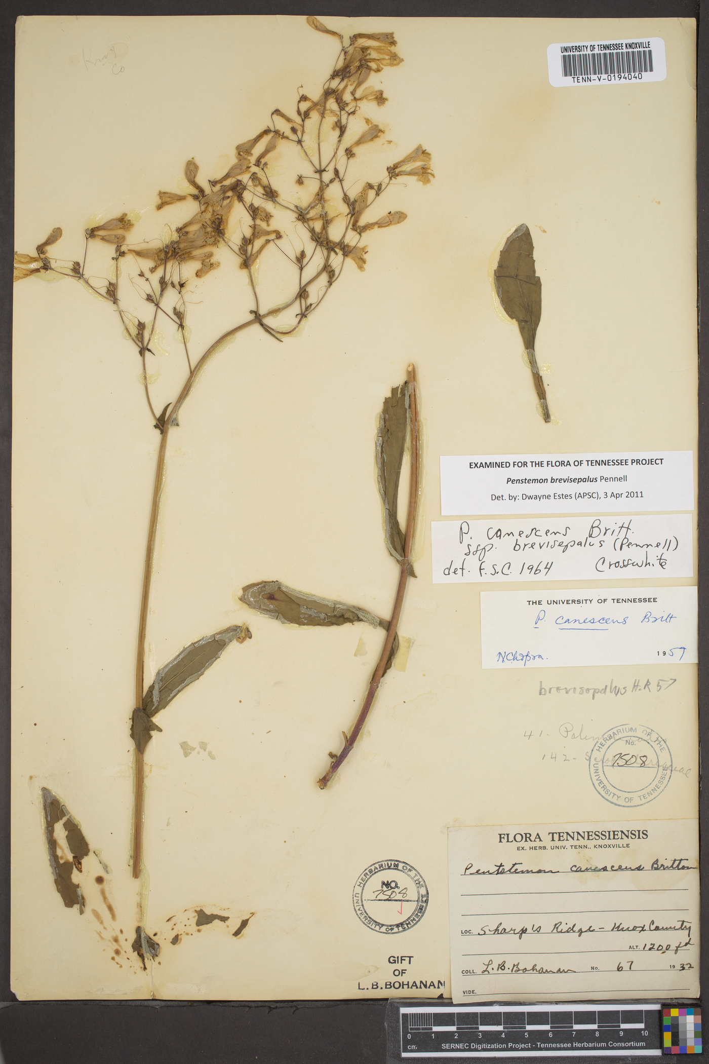 Penstemon brevisepalus image