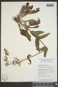 Penstemon brevisepalus image