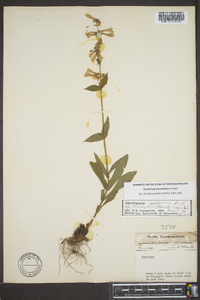 Penstemon brevisepalus image