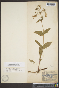 Penstemon canescens image