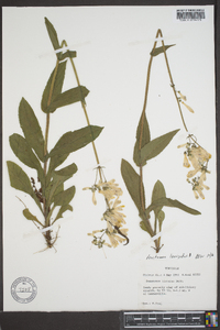 Penstemon hirsutus image