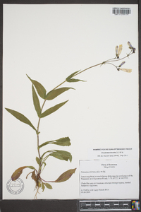 Penstemon hirsutus image