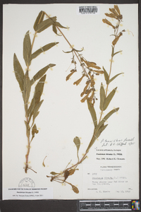 Penstemon hirsutus image