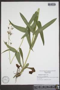 Penstemon laevigatus image