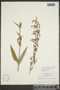 Penstemon laevigatus image