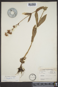 Penstemon laevigatus image