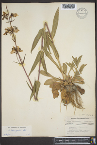 Penstemon laevigatus image