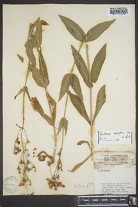 Penstemon laevigatus image