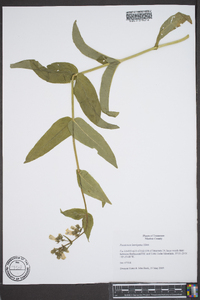 Penstemon laevigatus image