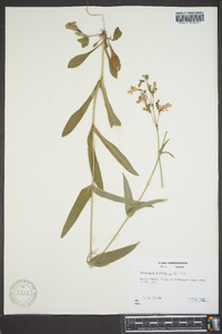 Penstemon laevigatus image