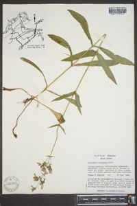 Penstemon laevigatus image