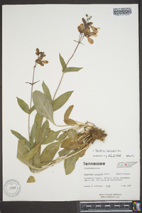 Penstemon laevigatus image