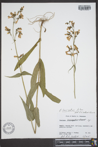 Penstemon laevigatus image