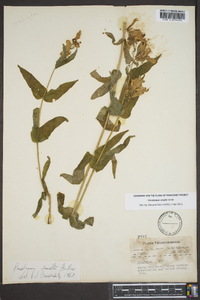 Penstemon smallii image