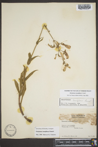 Penstemon tenuiflorus image