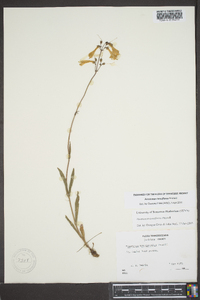 Penstemon tenuiflorus image