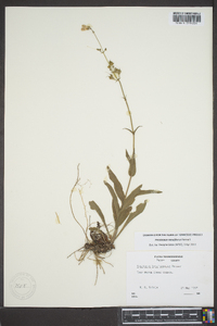 Penstemon tenuiflorus image