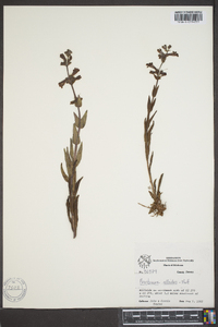 Penstemon albidus image