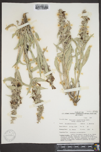 Penstemon angustifolius image