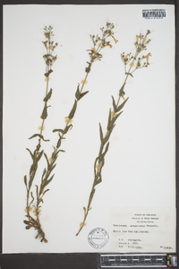 Penstemon arkansanus image