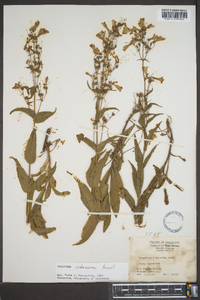 Penstemon arkansanus image