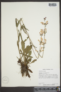 Penstemon australis image