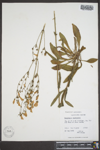 Penstemon australis image