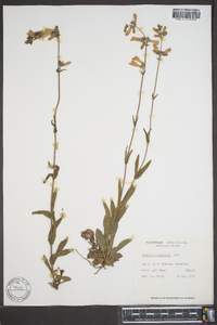 Penstemon australis image