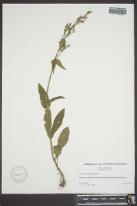 Penstemon australis image