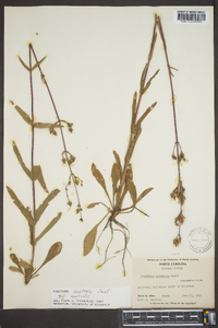 Penstemon australis image