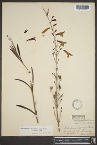 Penstemon barbatus subsp. torreyi image