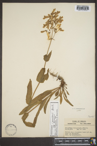 Penstemon canescens image