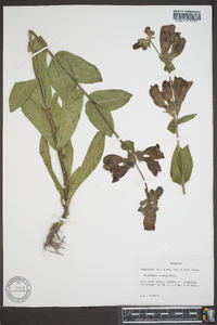 Penstemon cobaea image