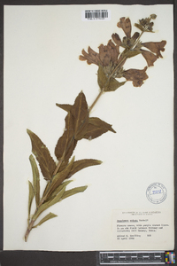 Penstemon cobaea image