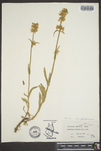 Penstemon confertus image