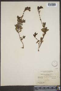 Penstemon confertus image