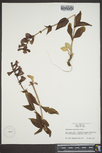 Penstemon cyananthus image