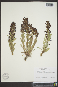 Penstemon cyananthus image