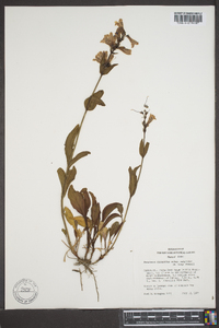 Penstemon cyananthus image