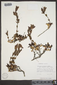 Penstemon davidsonii image