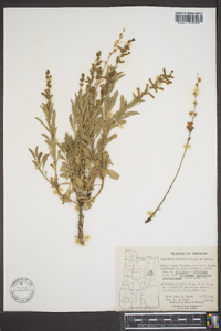 Penstemon deustus image