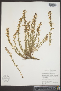 Penstemon deustus var. heterander image