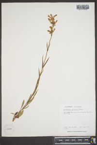 Penstemon gracilis image