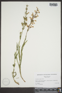 Penstemon gracilis image