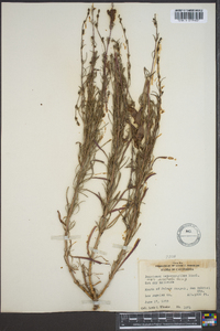 Penstemon heterophyllus var. australis image