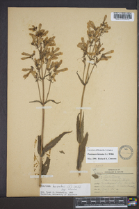 Penstemon hirsutus image