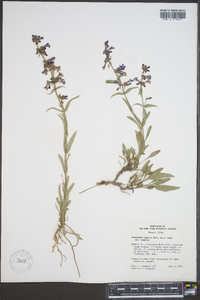 Penstemon humilis image